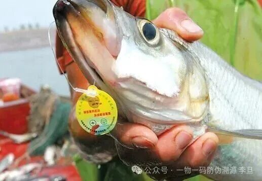 一物一码赋能水产品安全：鱼的溯源标签守护"舌尖上的安心"